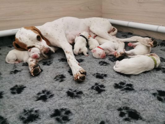 Pointer puppies