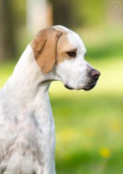 Pointer 
