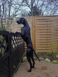 Pointer 