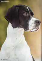 Anglický pointer 