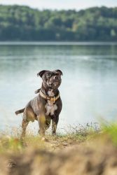 Staffordshire Bull Terrier Stella Crazy Magic