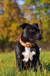 Staffordshire Bull Terrier Stella Crazy Magic