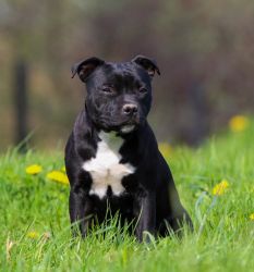 Staffordshire Bull Terrier Stella Crazy Magic