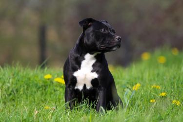 Staffordshire Bull Terrier Stella Crazy Magic