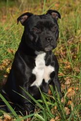 Staffordshire Bull Terrier Stella Crazy Magic