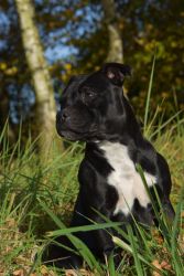 Staffordshire Bull Terrier Stella Crazy Magic