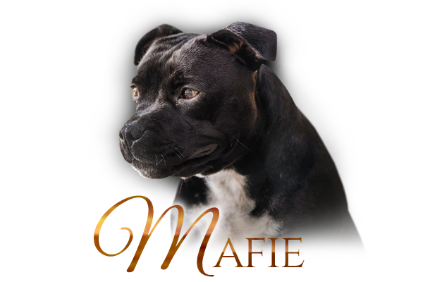 Naši psi