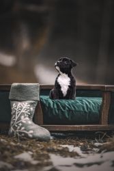 Staffordshire Bull Terrier štěňata 