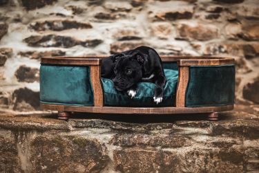Staffordshire Bull Terrier štěňata