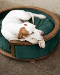 Staffordshire Bull Terrier štěňata