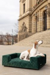Staffordshire Bull Terrier štěňata