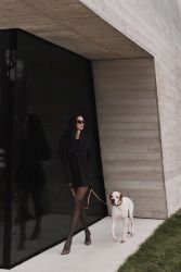 Staffordshire Bull Terrier štěňata 