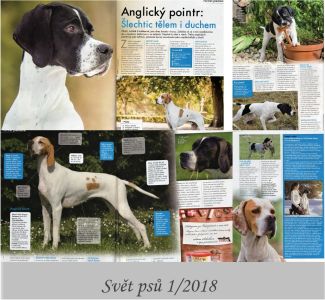 Anglický pointer 