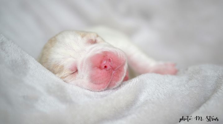 Pointer puppies