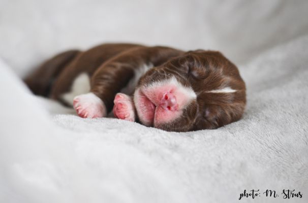 Pointer puppies