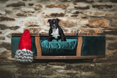 Staffordshire Bull Terrier štěňata 