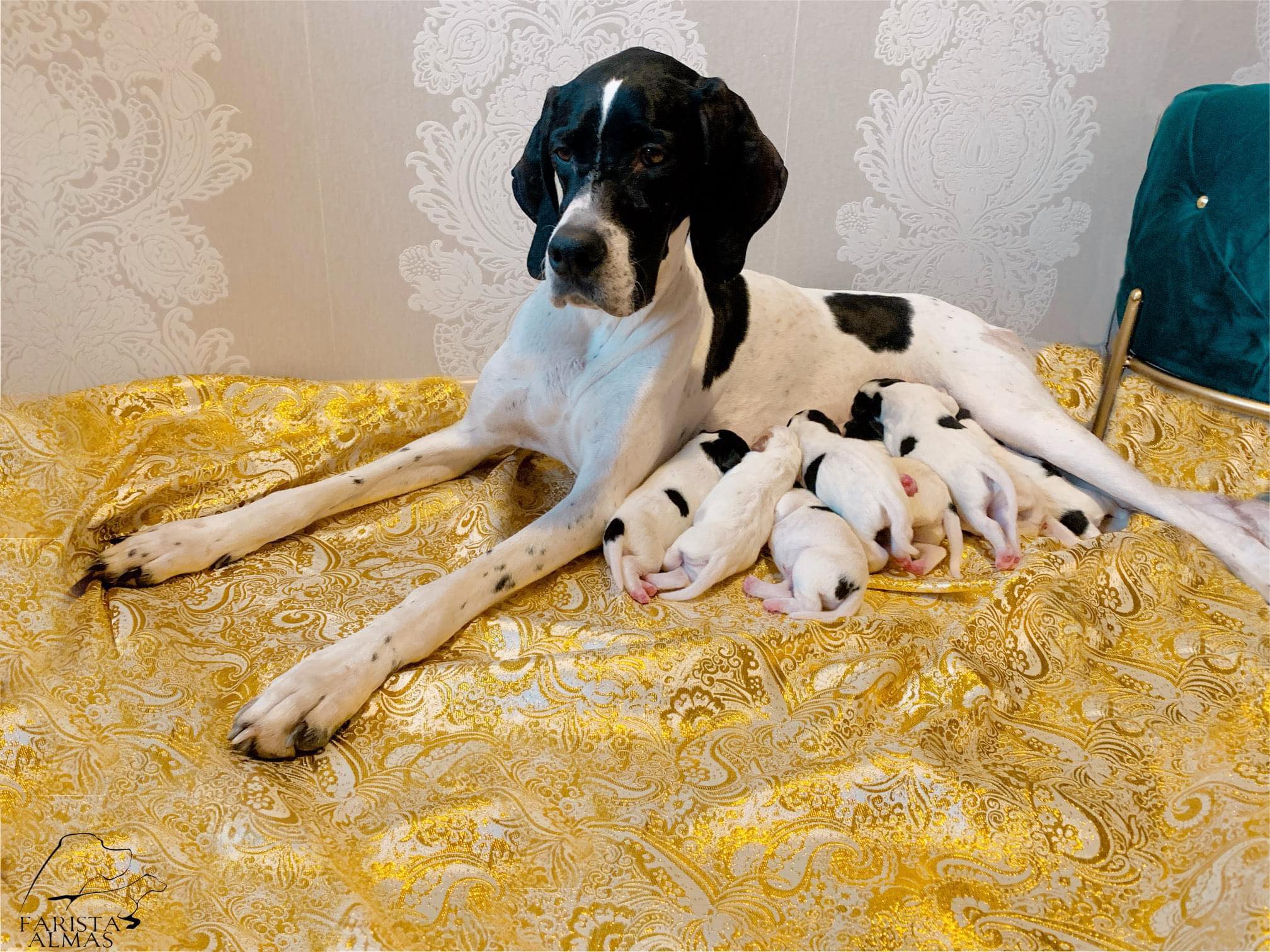 Pointer puppies