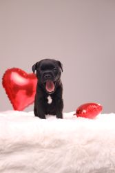 Staffordshire Bull Terrier štěňata