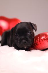 Staffordshire Bull Terrier štěňata