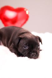 Staffordshire Bull Terrier štěňata