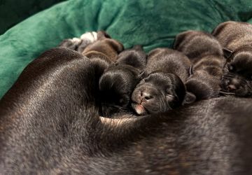 Staffordshire Bull Terrier puppies
