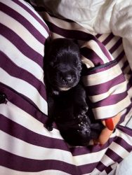 Staffordshire Bull Terrier puppies