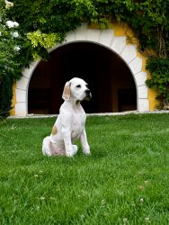 Anglický pointer