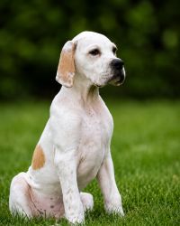 Anglický pointer