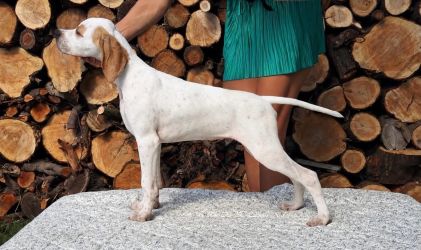 Anglický pointer