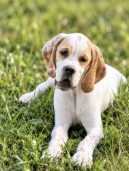 Anglický pointer